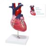 Educational Human Heart 3D Model Ι 2 Parts Anatomical Heart Model 8 Educational Human Heart 3D Model Price in Bangladesh