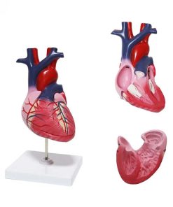 Educational Human Heart 3D Model Ι 2 Parts Anatomical Heart Model 5 Educational Human Heart 3D Model Price in Bangladesh
