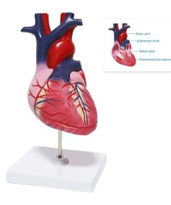 Educational Human Heart 3D Model Price in Bangladesh