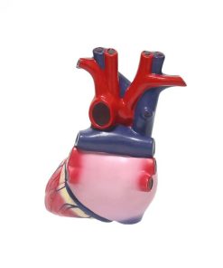 Educational Human Heart 3D Model Ι 2 Parts Anatomical Heart Model 7 Educational Human Heart 3D Model Price in Bangladesh