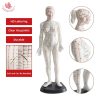Acupuncture Points 3D Model Ι Educational Female Acupuncture Point Model 8 Female Acupuncture Points 3D Model Price in Bangladesh