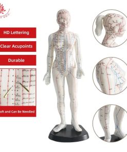 Female Acupuncture Points 3D Model Price in Bangladesh