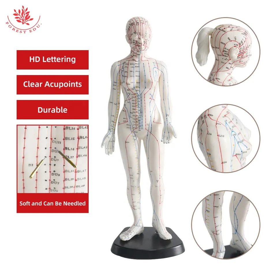 Acupuncture Points 3D Model Ι Educational Female Acupuncture Point