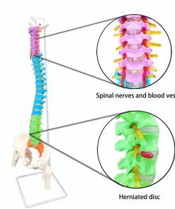 Human Anatomy Spine Model Ι Educational Human Size Spine Model 7 Human Size Anatomy Spine Model in Bangladesh
