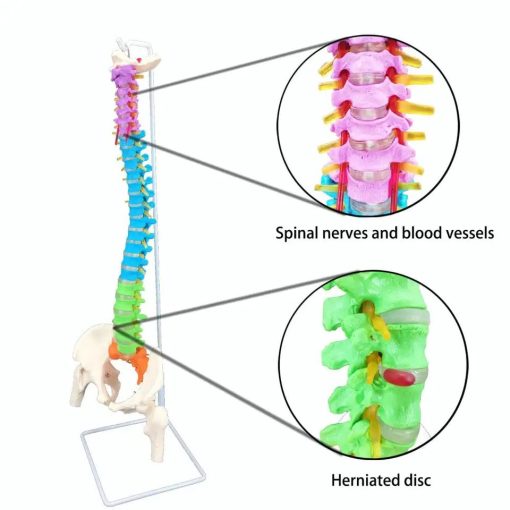 Human Size Anatomy Spine Model in Bangladesh