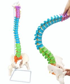 Human Size Anatomy Spine Model in Bangladesh