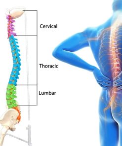 Human Anatomy Spine Model Ι Educational Human Size Spine Model 8 Human Size Anatomy Spine Model in Bangladesh