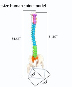 Human Anatomy Spine Model Ι Educational Human Size Spine Model 9 Human Size Anatomy Spine Model in Bangladesh