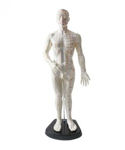 Acupuncture Point Model Price in Bangladesh