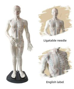 Male Acupuncture Model Ι Educational Acupuncture Point Model 5 Acupuncture Point Model Price in Bangladesh