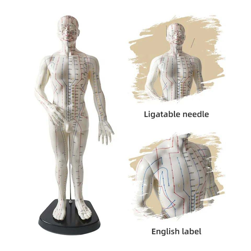 Male Acupuncture Model Ι Educational Acupuncture Point Model - Techno ...