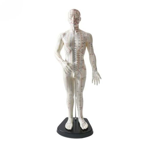 Acupuncture Point Model Price in Bangladesh