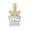 Pelvic Anatomy Model 8 Pelvic Anatomy Model Price in BD