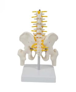 Pelvic Anatomy Model Price in BD