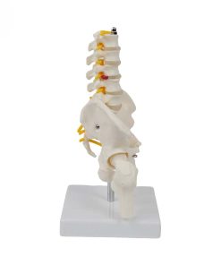 Pelvic Anatomy Model 4 Pelvic Anatomy Model Price in BD