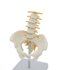 Pelvic Anatomy Model 5 Pelvic Anatomy Model Price in BD