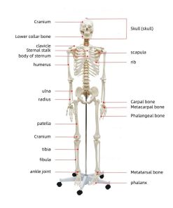 Plastic Skeleton Price in Bangladesh