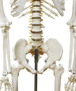 Plastic Skeleton Price in Bangladesh 5 Plastic Skeleton Price in Bangladesh