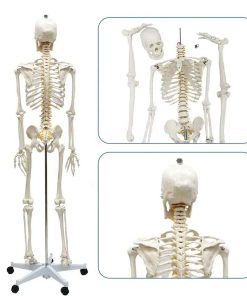 Plastic Skeleton Price in Bangladesh 6 Plastic Skeleton Price in Bangladesh 3