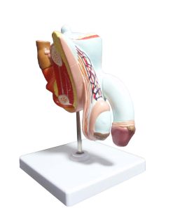 Prostate Anatomy Model 4 Prostate Anatomy Model Price in Bangladesh