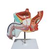 Prostate Anatomy Model 3 Prostate Anatomy Model Price in Bangladesh