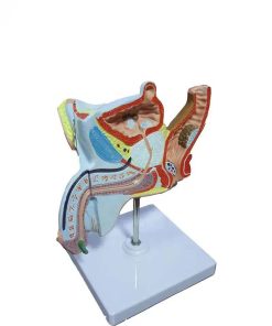 Prostate Anatomy Model 5 Prostate Anatomy Model Price in Bangladesh 2