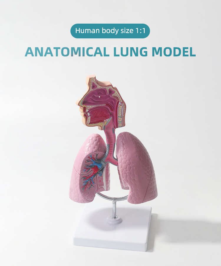 Respiratory System Lung Anatomy Model - Techno Health