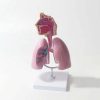 Respiratory System Lung Anatomy Model 11 Respiratory System Lung Anatomy Model in BD