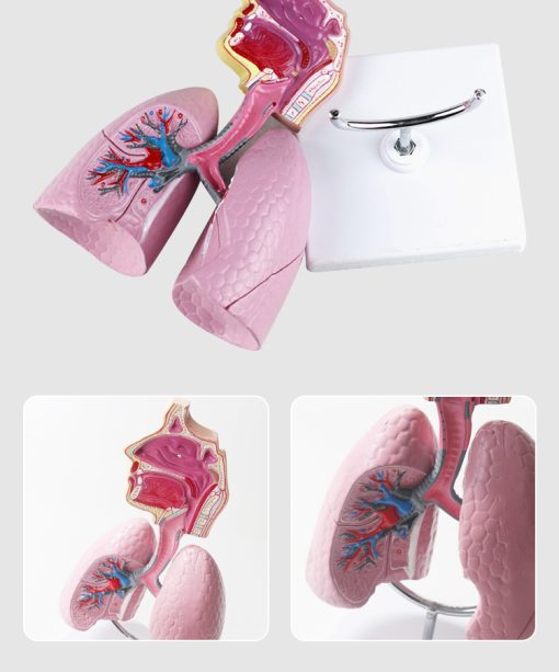 Respiratory System Lung Anatomy Model in BD