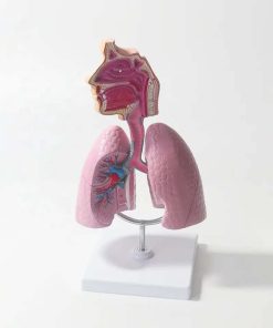 Respiratory System Lung Anatomy Model in BD