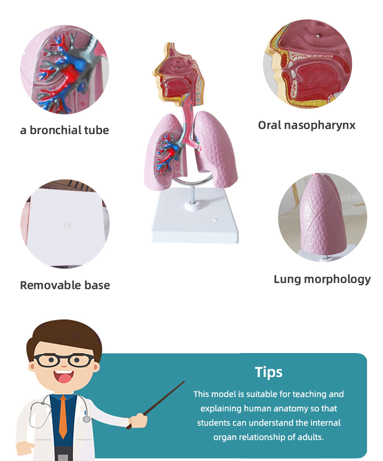 Respiratory System Lung Anatomy Model - Techno Health