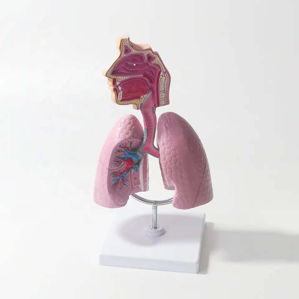 Respiratory System Lung Anatomy Model - Techno Health