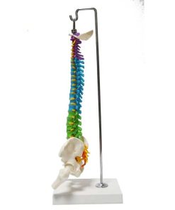 Small Spine Anatomy Model Ι Educational Small Spine 3D Model 5 Small Spine Anatomy Model Price in Bangladesh