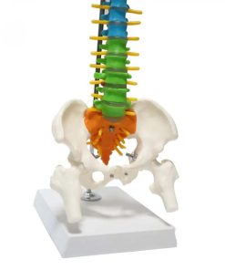 Small Spine Anatomy Model Ι Educational Small Spine 3D Model 6 Small Spine Anatomy Model Price in Bangladesh