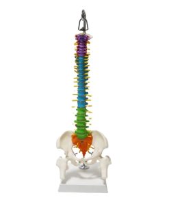 Small Spine Anatomy Model Price in Bangladesh