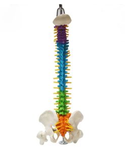 Small Spine Anatomy Model Ι Educational Small Spine 3D Model 7 Small Spine Anatomy Model Price in Bangladesh