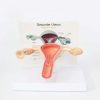 Uterus Model 3D 6 Uterus Model 3D Price in Bangladesh