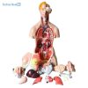Human Torso Model 40 Parts Ι With Head, Neck And Trunk Model 8 Buy Human Torso Model in Bangladesh