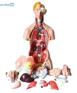 Buy Human Torso Model in Bangladesh