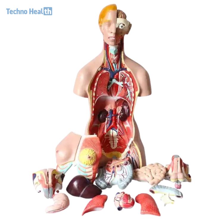 Buy Human Torso Model in Bangladesh