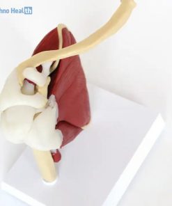 Life Size Shoulder Joint with Muscle Model 9 Buy Life Size Shoulder Joint with Muscle Model in Bangladesh