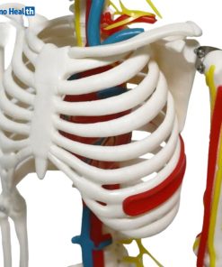 Mini Human Skeleton Model With Nerves and Blood Vessels (85cm) 6 Half Size Human Skeleton Anatomy Model With Nerves and Blood Vessels