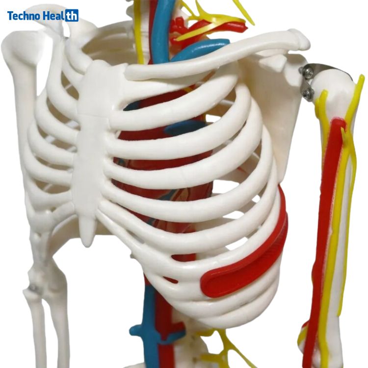 Mini Human Skeleton Model With Nerves and Blood Vessels (85cm) 2 Half Size Human Skeleton Anatomy Model With Nerves and Blood Vessels