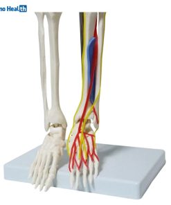 Mini Human Skeleton Model With Nerves and Blood Vessels (85cm) 7 Half Size Skeleton Model with Nerves and Blood Vessels