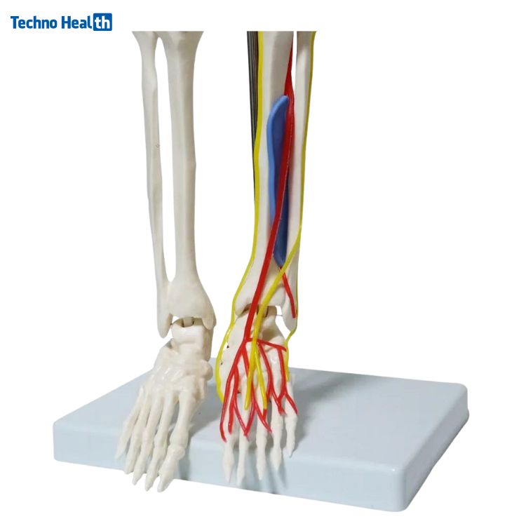 Mini Human Skeleton Model With Nerves and Blood Vessels (85cm) 3 Half Size Skeleton Model with Nerves and Blood Vessels