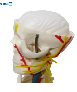 Mini Human Skeleton Model With Nerves and Blood Vessels (85cm) 8 Human Skeleton Anatomy Model With Nerves and Blood Vessels