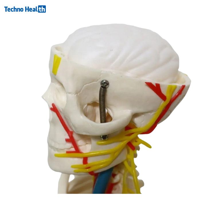 Mini Human Skeleton Model With Nerves and Blood Vessels (85cm) 4 Human Skeleton Anatomy Model With Nerves and Blood Vessels