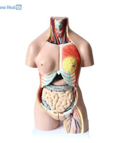 Human Torso Model 40 Parts Ι With Head, Neck And Trunk Model 6 Human Torso Model