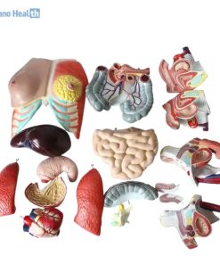Human Torso Model 40 Parts Ι With Head, Neck And Trunk Model 5 Human Torso Model With Head, Neck, And Trunk Model in BD