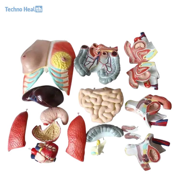 Human Torso Model 40 Parts Ι With Head, Neck And Trunk Model 2 Human Torso Model With Head, Neck, And Trunk Model in BD